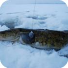 Подлёдная ловля налима в Рыбинском водохранилище